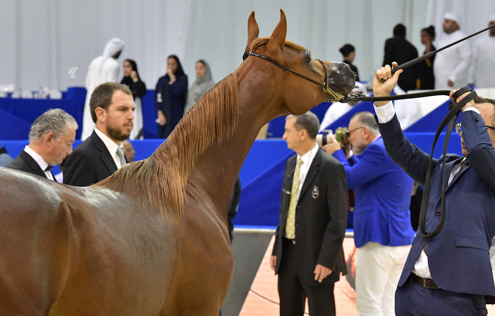 Yearling Colt Bronze Champion: Arjuwan Al Bidayer (AJ Marzan X Allezandra Albidayer) 