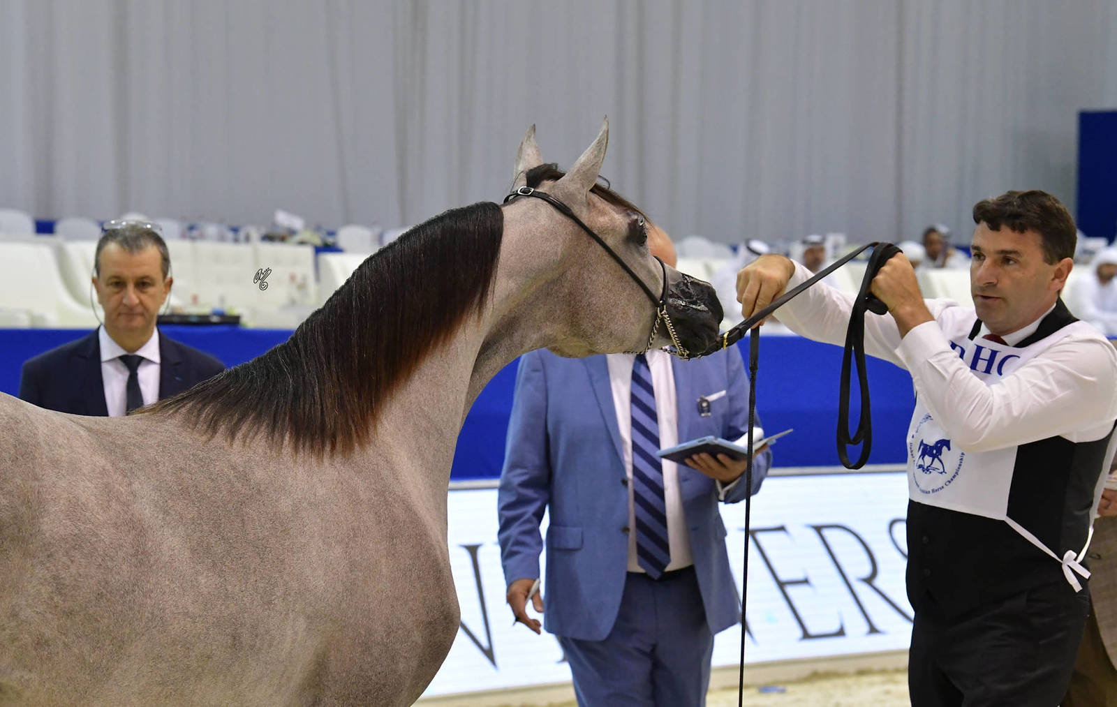 Yearling Filly Gold Champion: AJ AL Brraqah 5 (FA El Rasheem X Felicia RLC) 