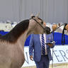 Yearling Filly Gold Champion: AJ AL Brraqah 5 (FA El Rasheem X Felicia RLC) 
