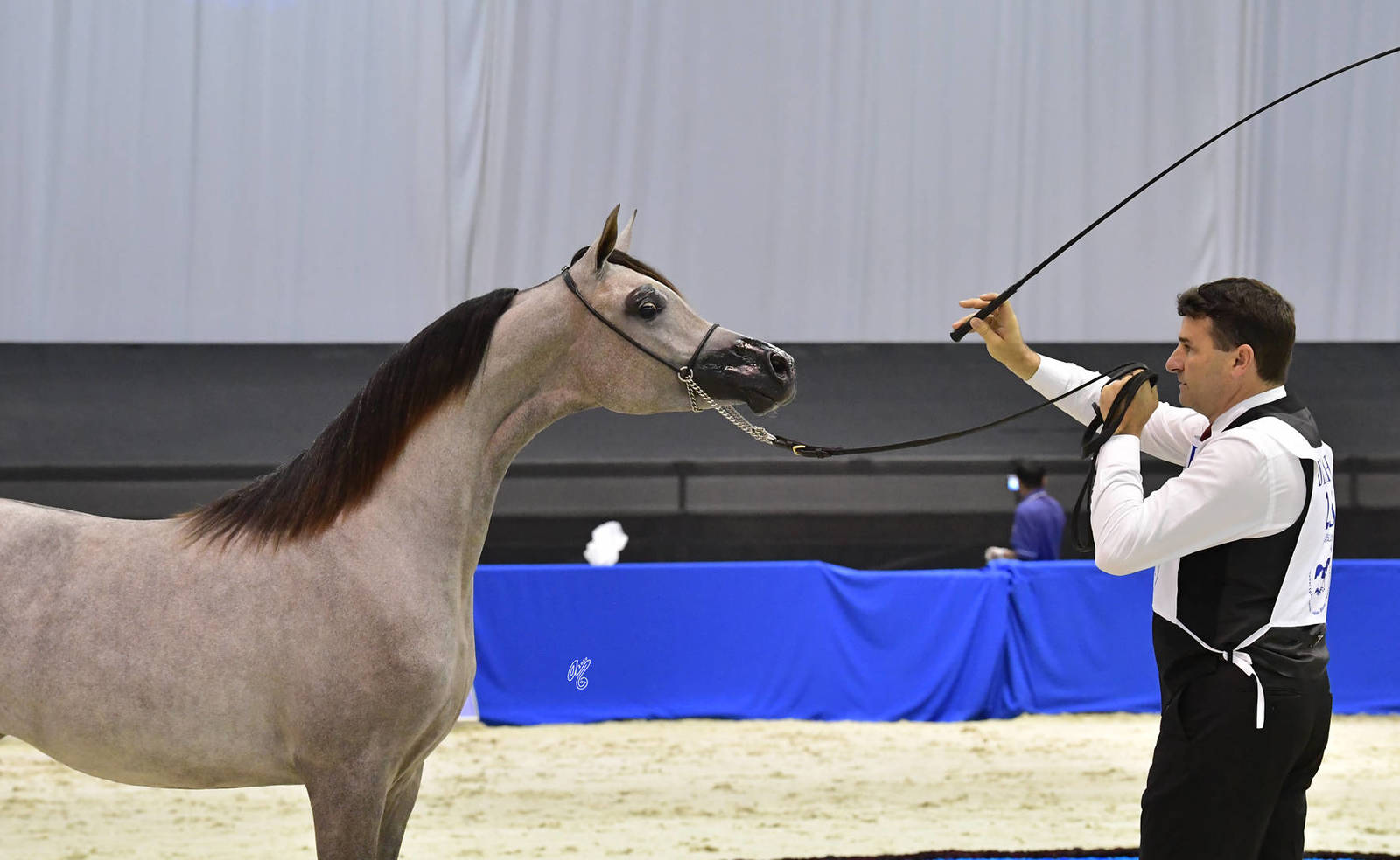 Yearling Filly Gold Champion: AJ AL Brraqah 5 (FA El Rasheem X Felicia RLC) 