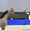 Yearling Filly Gold Champion: AJ AL Brraqah 5 (FA El Rasheem X Felicia RLC) 