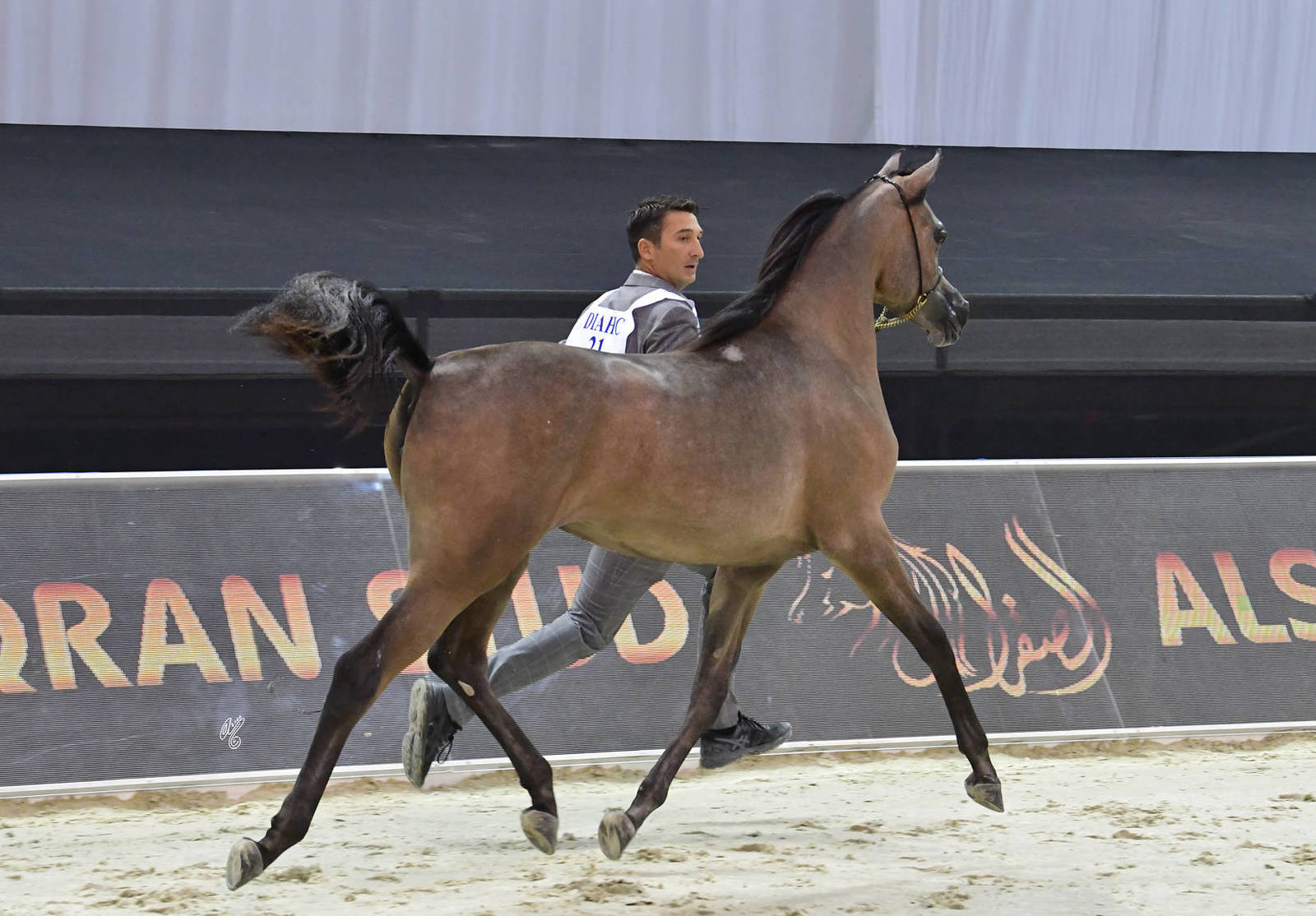Yearling Filly Silver Champion: D Sireen (D Seraj X D Ra'afah) 