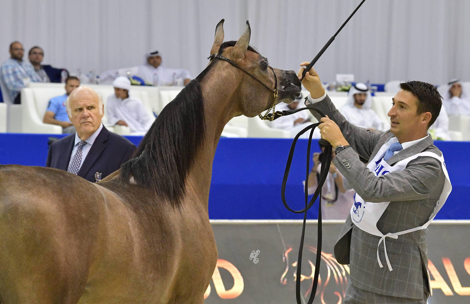 Yearling Filly Silver Champion: D Sireen (D Seraj X D Ra'afah) 