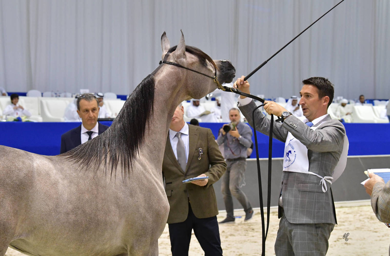 Yearling Filly Bronze Champion: D Farehan (D Seraj X Elle Flamenca) 