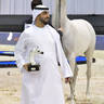 Lisa Abraham: The 2020 Dubai International Arabian Horse Championship PHOTO GALLERY
