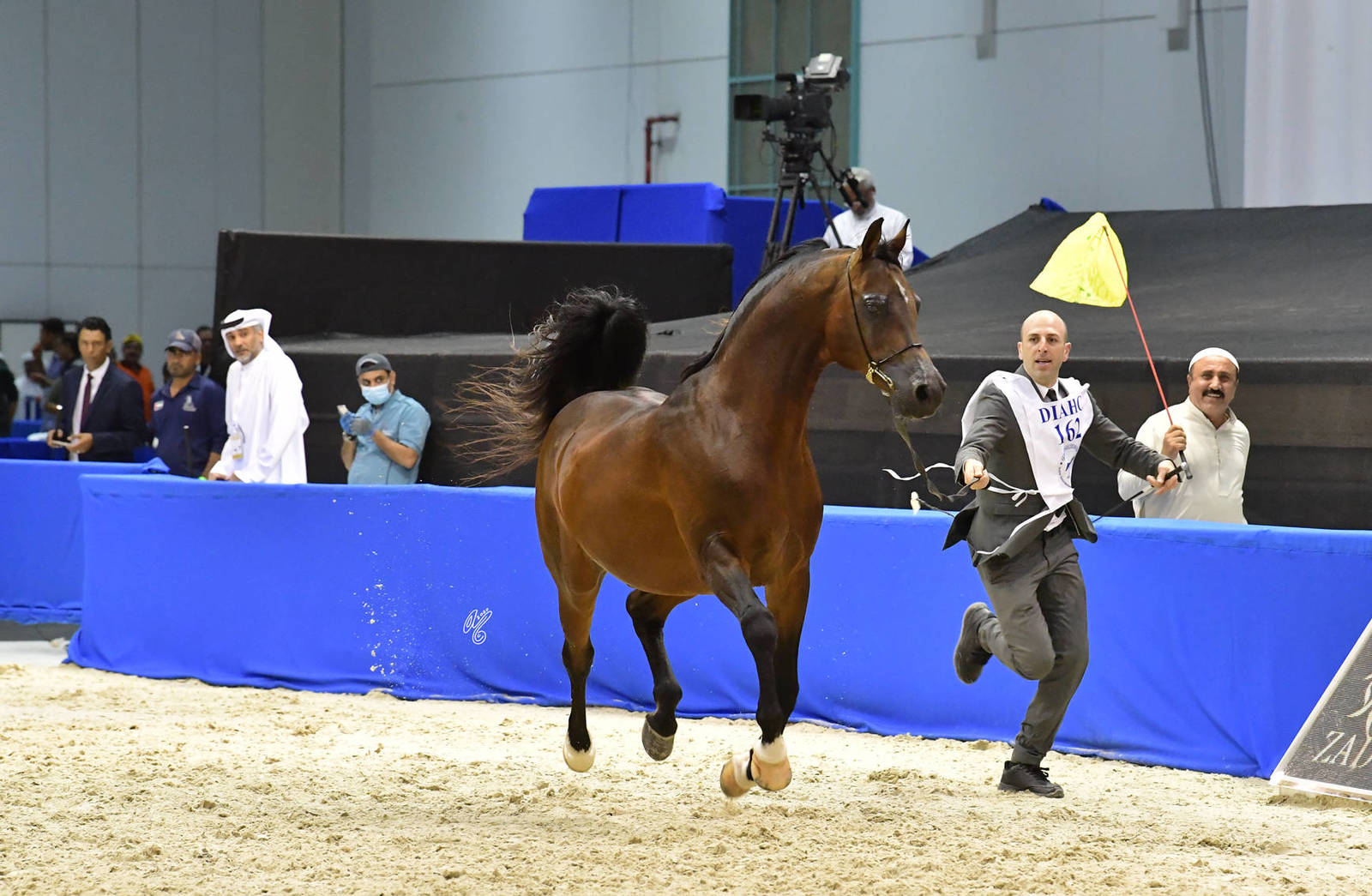 Stallions 10 Years And More: Drabant 