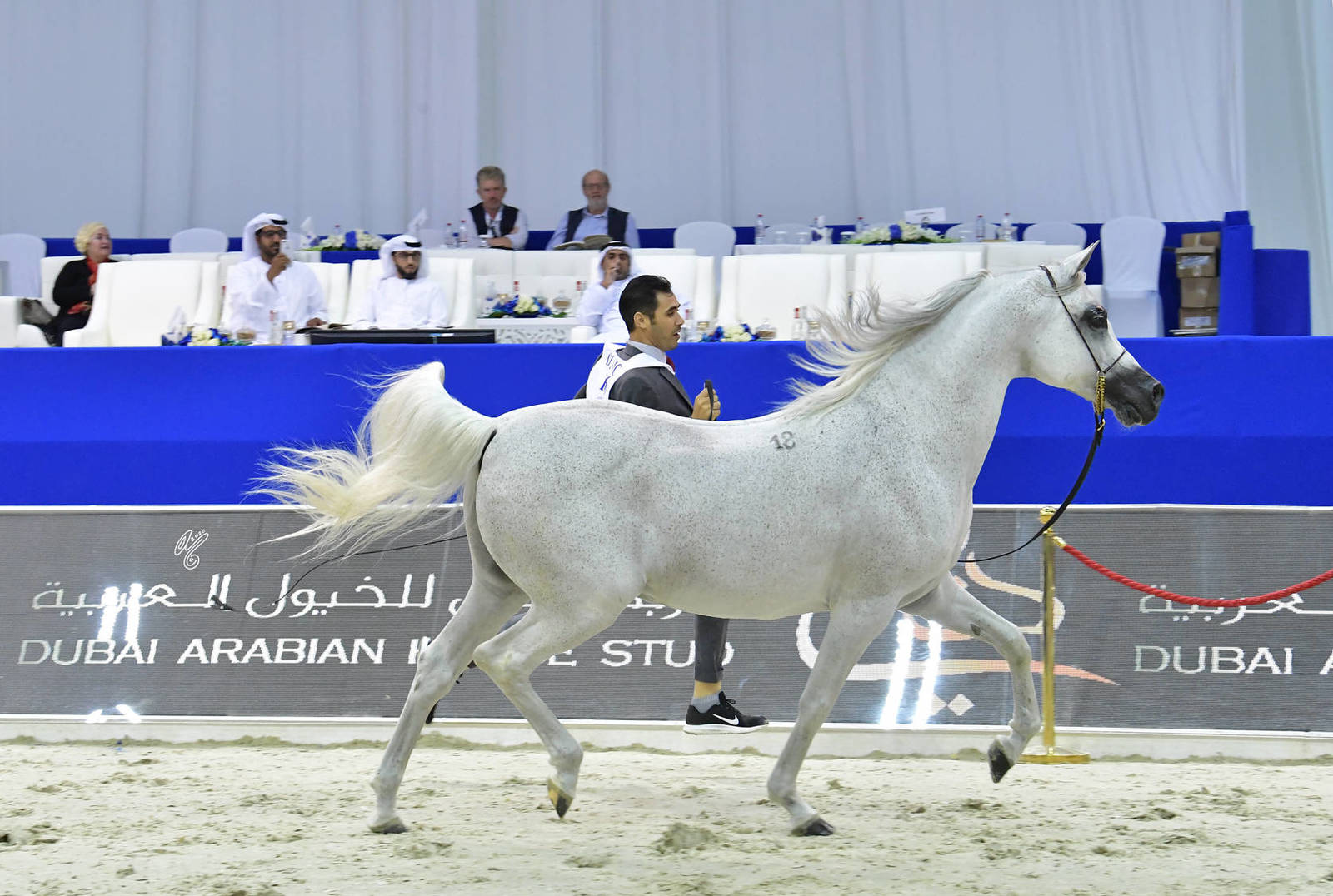 Stallions 10 Years And More: Celsjusz 