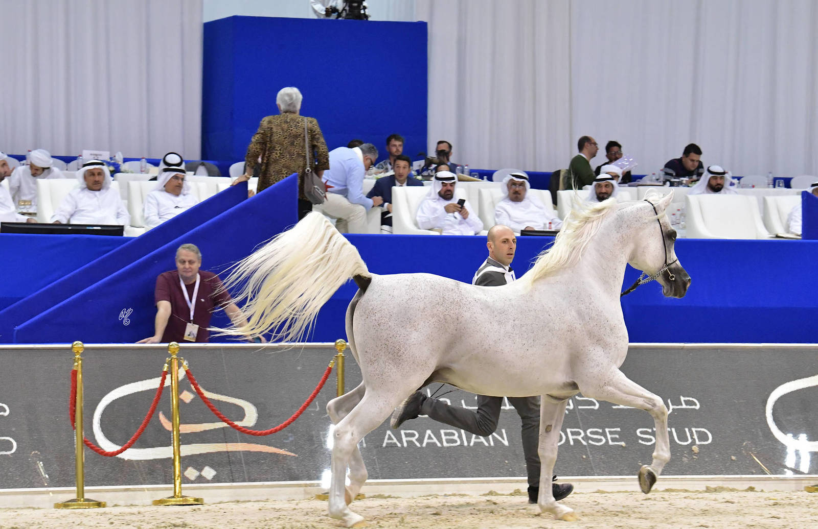 Stallions 10 Years And More: AJ Darass 