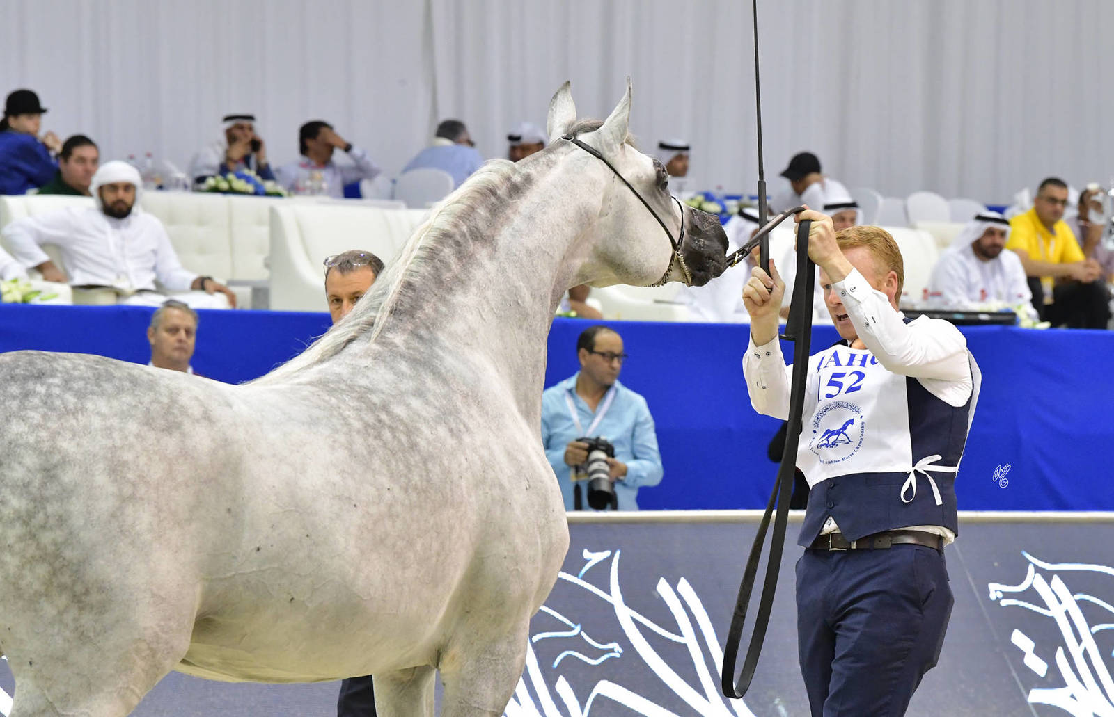 Stallions 7-9 Years Old: Larando 