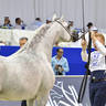 Stallions 7-9 Years Old: Larando 