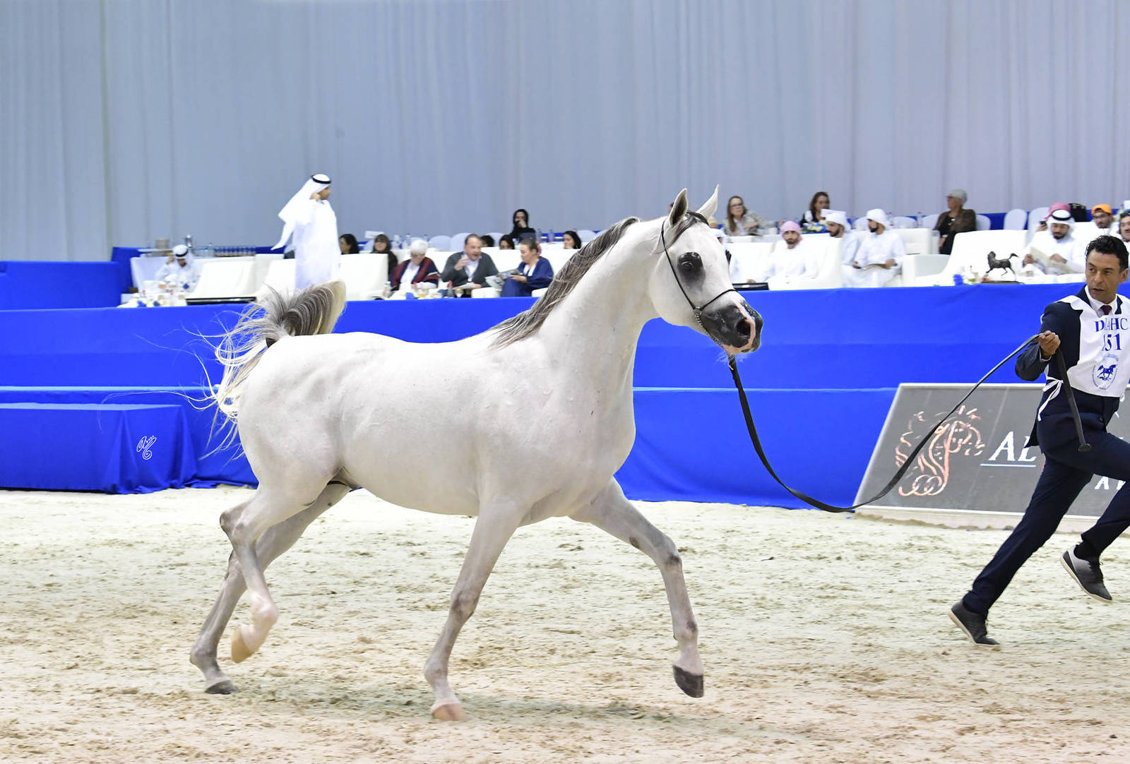 Stallions 7-9 Years Old: KA Aseel Almajd
