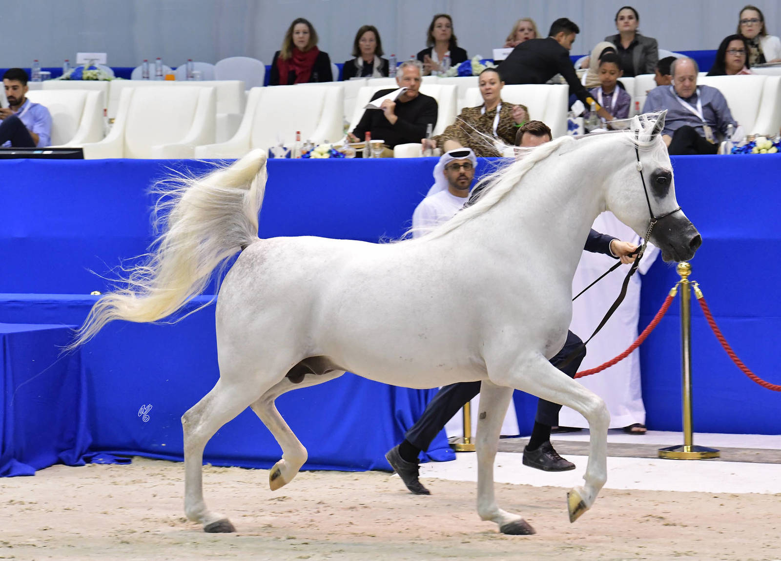 Stallions 4-6 Years Old: Wortex Kalliste