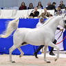 Stallions 4-6 Years Old: Wortex Kalliste