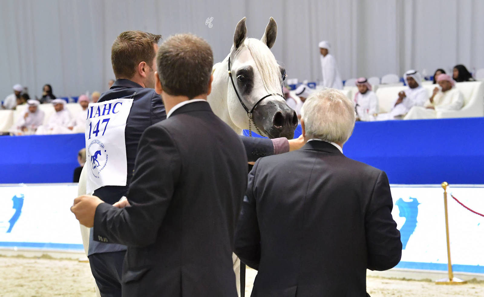 Stallions 4-6 Years Old: Wortex Kalliste