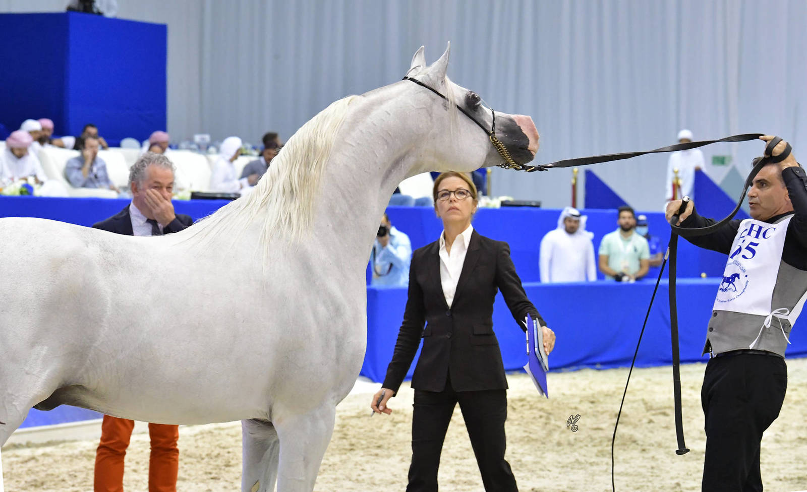 Stallions 4-6 Years Old: Riyadh AM