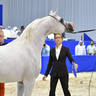 Stallions 4-6 Years Old: Riyadh AM