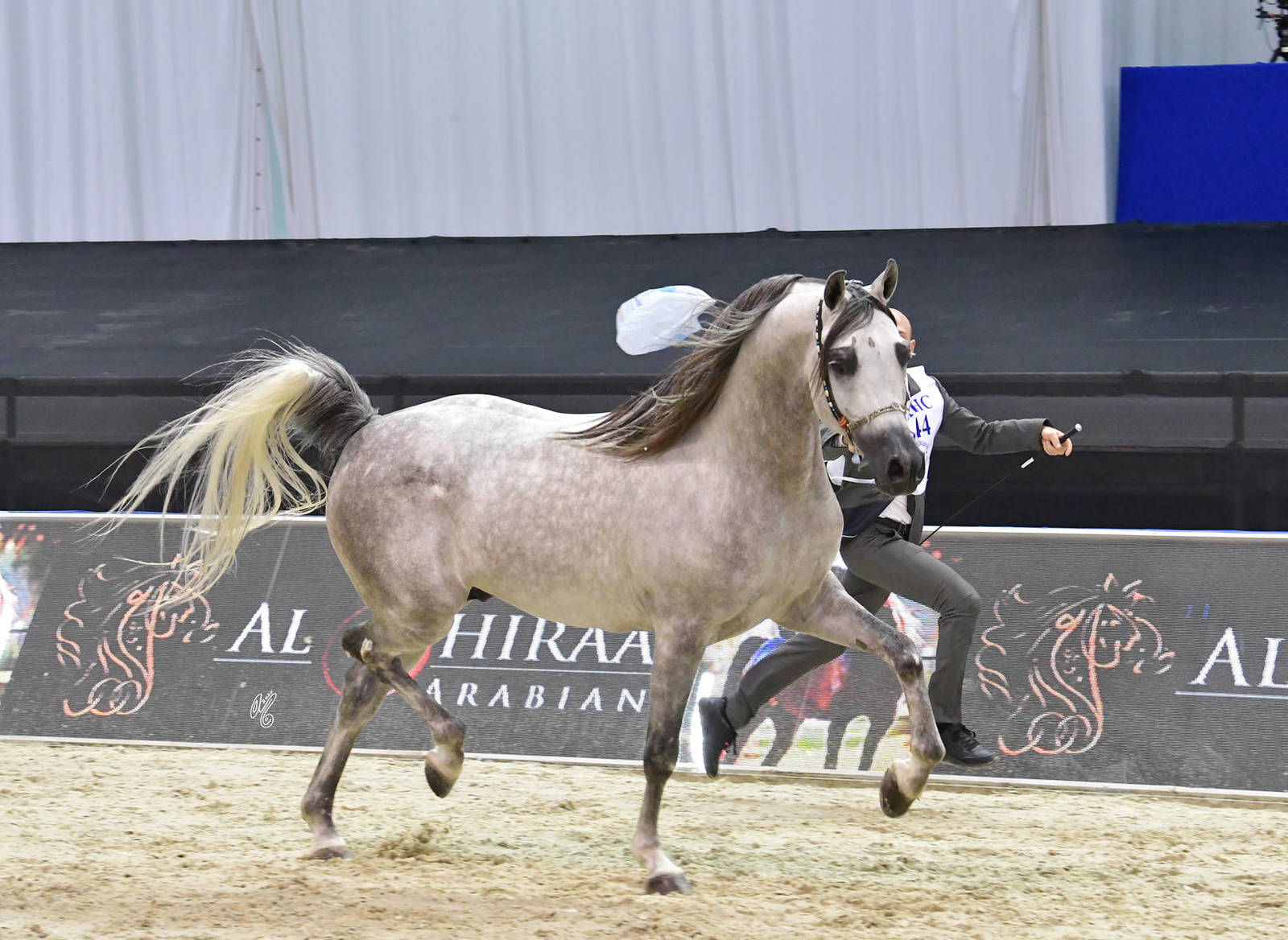 Stallions 4-6 Years Old: JA Topaz Aljazeera 