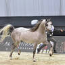 Stallions 4-6 Years Old: JA Topaz Aljazeera 