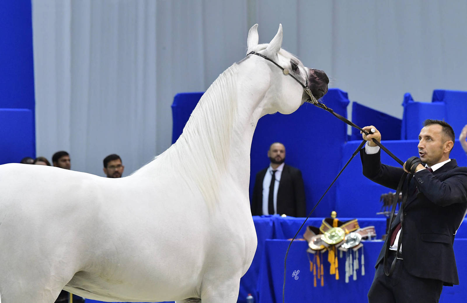 Stallions 4-6 Years Old: E.S. Prince 