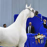 Stallions 4-6 Years Old: E.S. Prince 