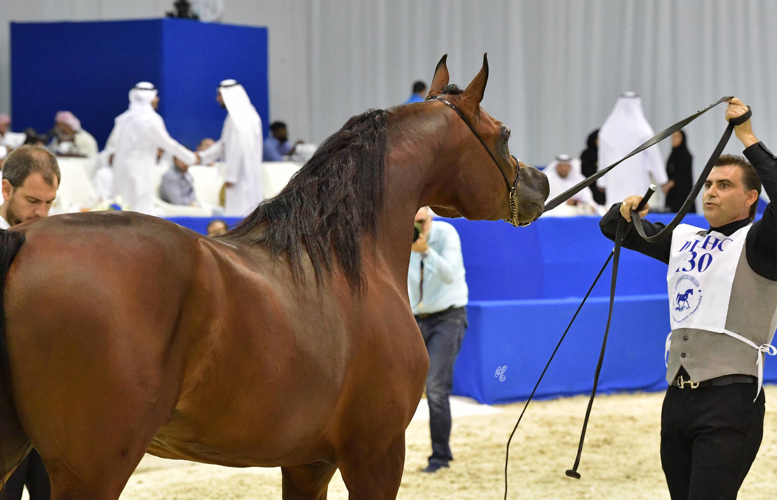 Colts 3 Years Old: SQ Shaddad