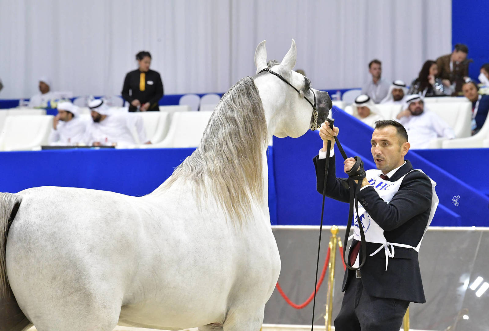 Colts 3 Years Old: D Mashji