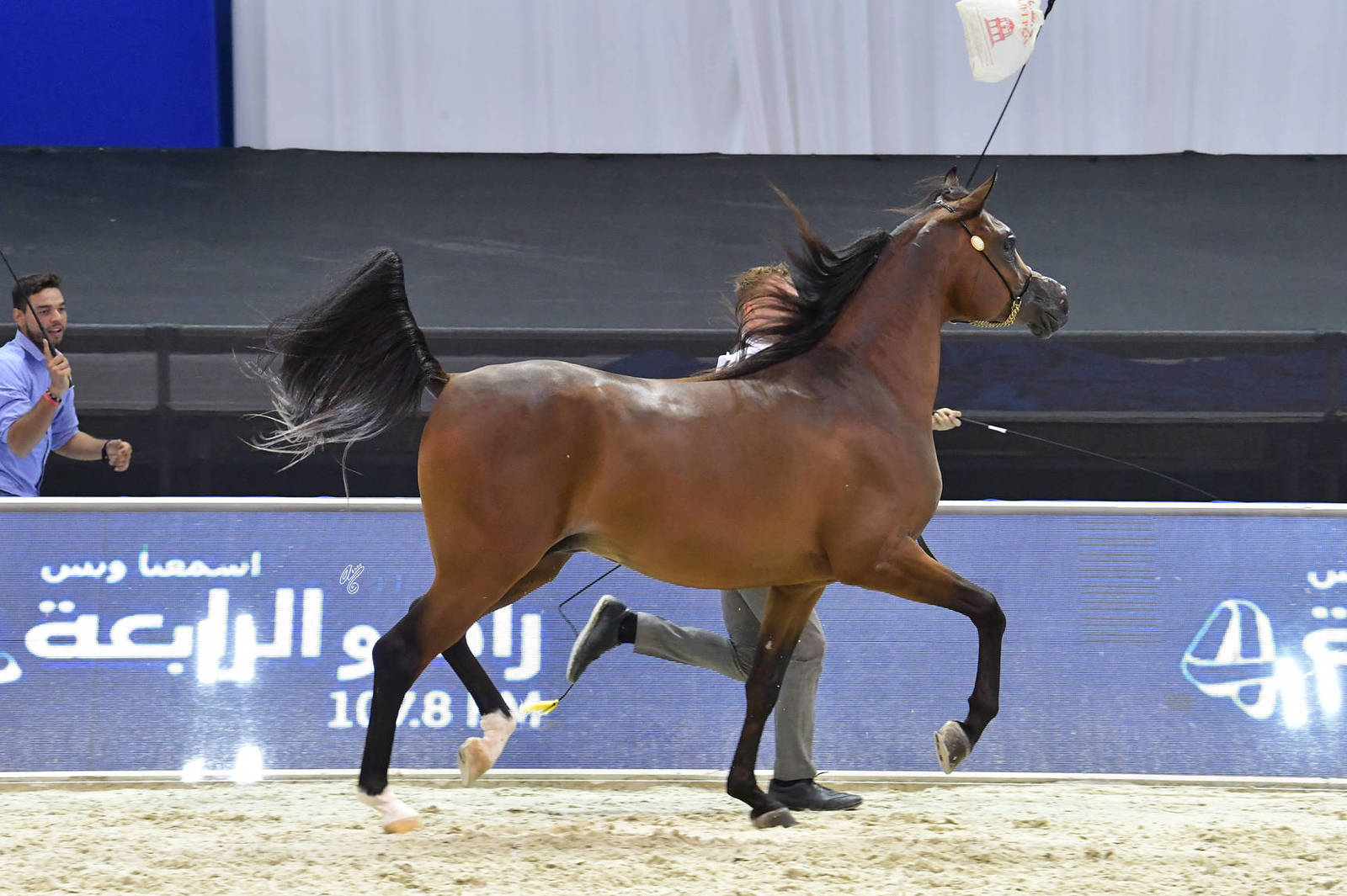 Colts 2 Years Old: Maysam Al Hawajer