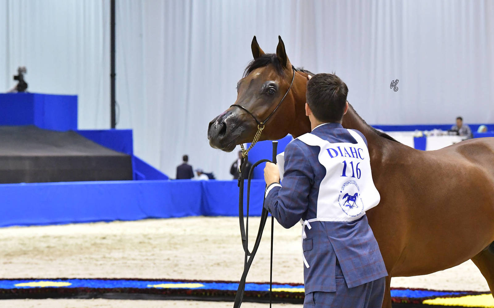 Colts 2 Years Old: SG Su'oud