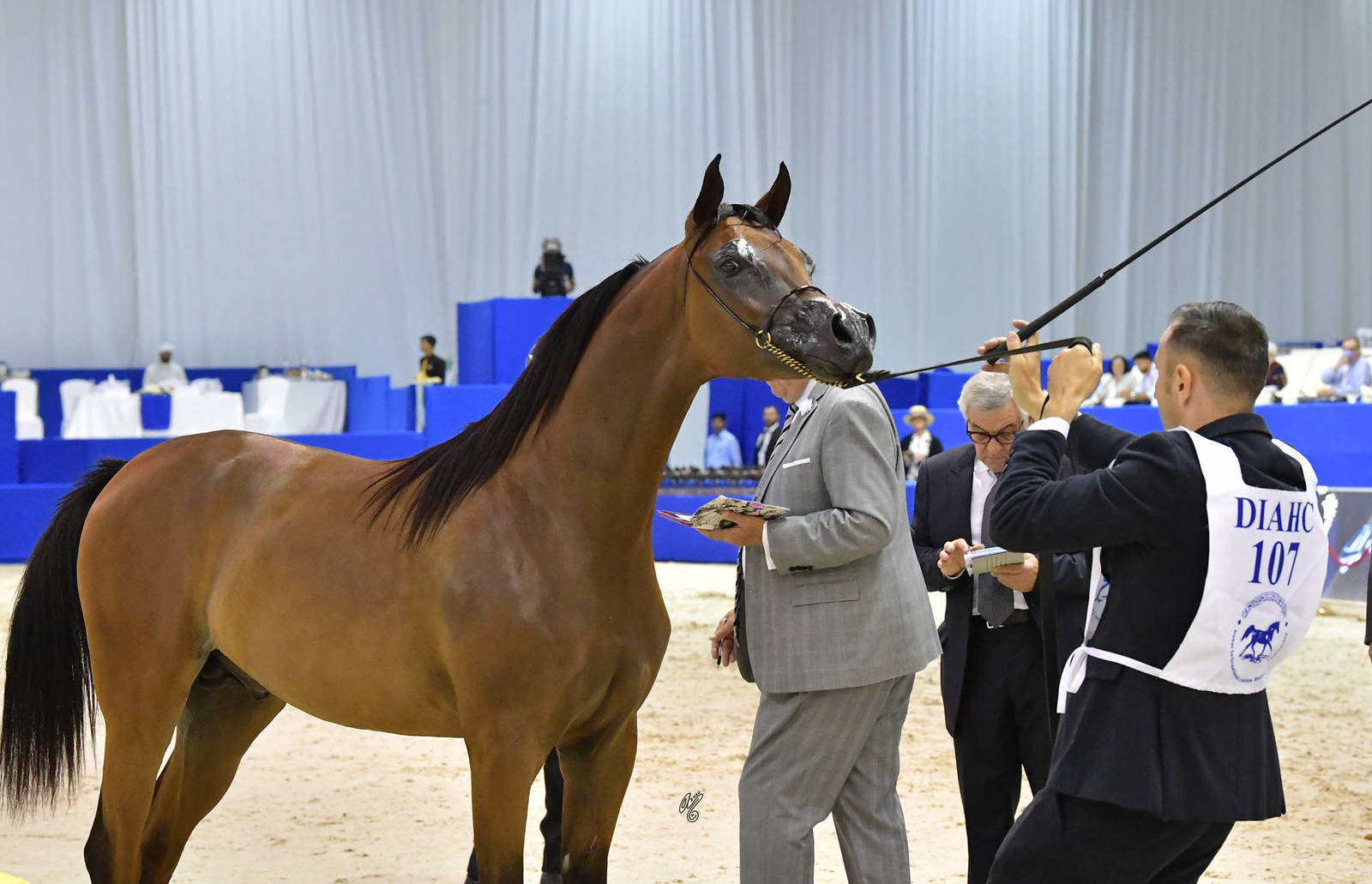 Yearling Colt: A.H.M Motgatres 