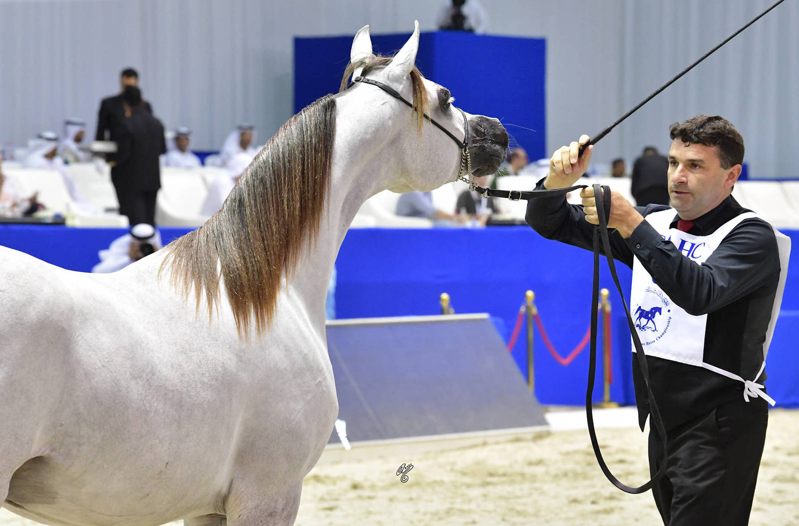 Yearling Colt: AJ Sabran 