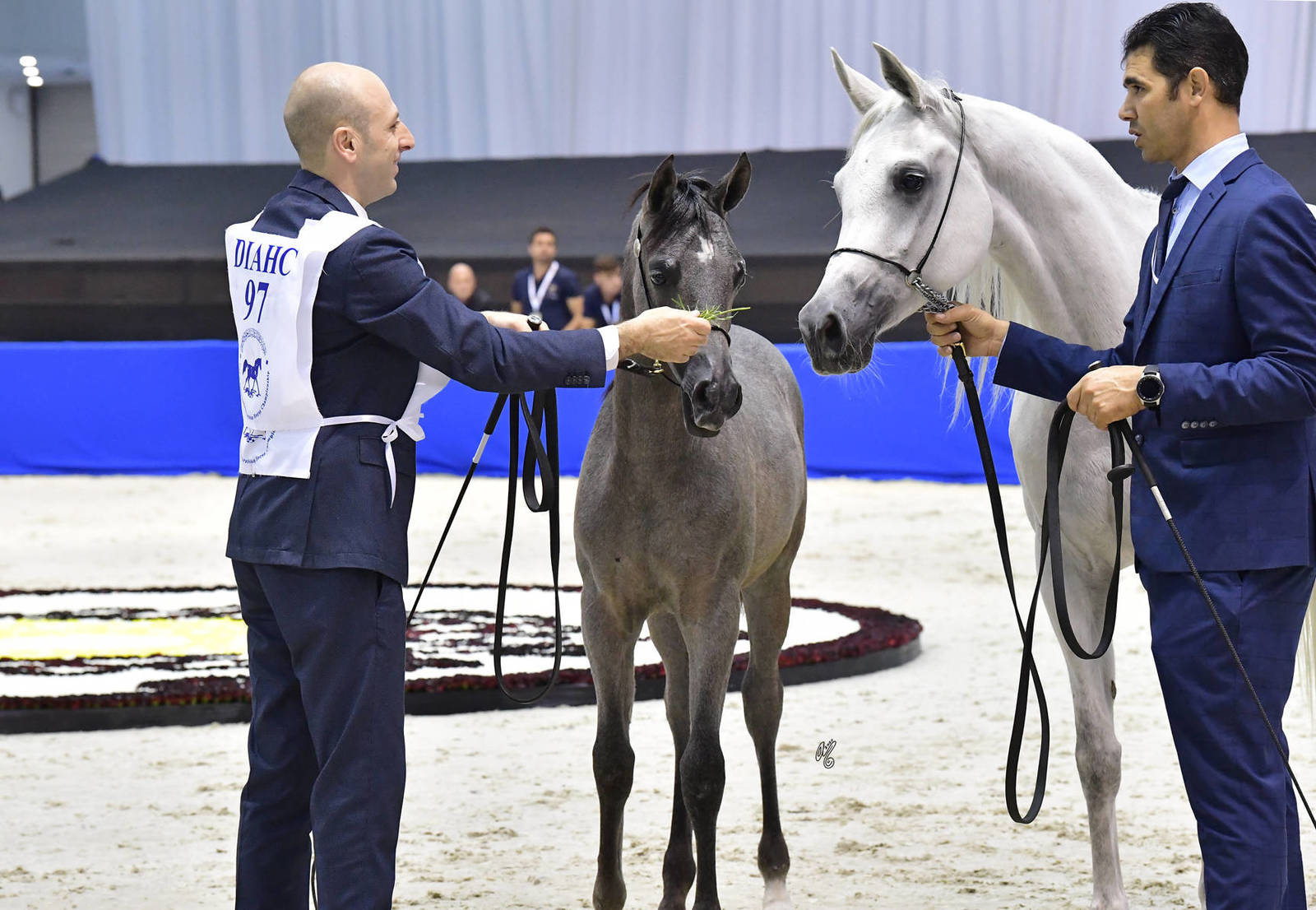 Colt Foal: Khaldoon Al Hamidiya 