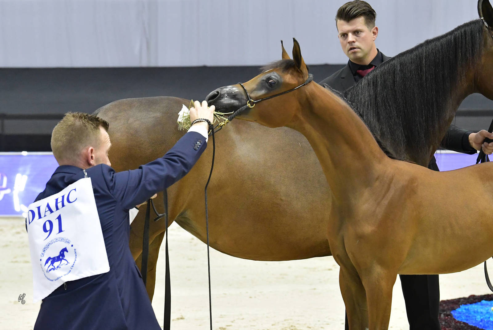 Colt Foal: Duryab Al Hawajer 