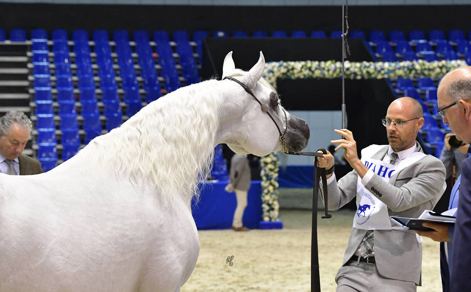 Mares 10 Years And More: Farah-Darina 