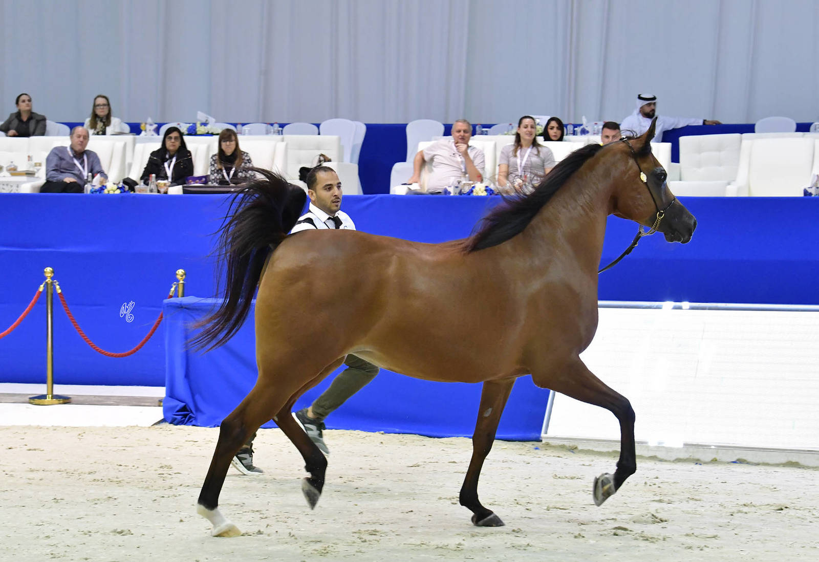 Mares 10 Years And More: Maisah Al Hawajer 