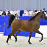 Mares 10 Years And More: Maisah Al Hawajer 