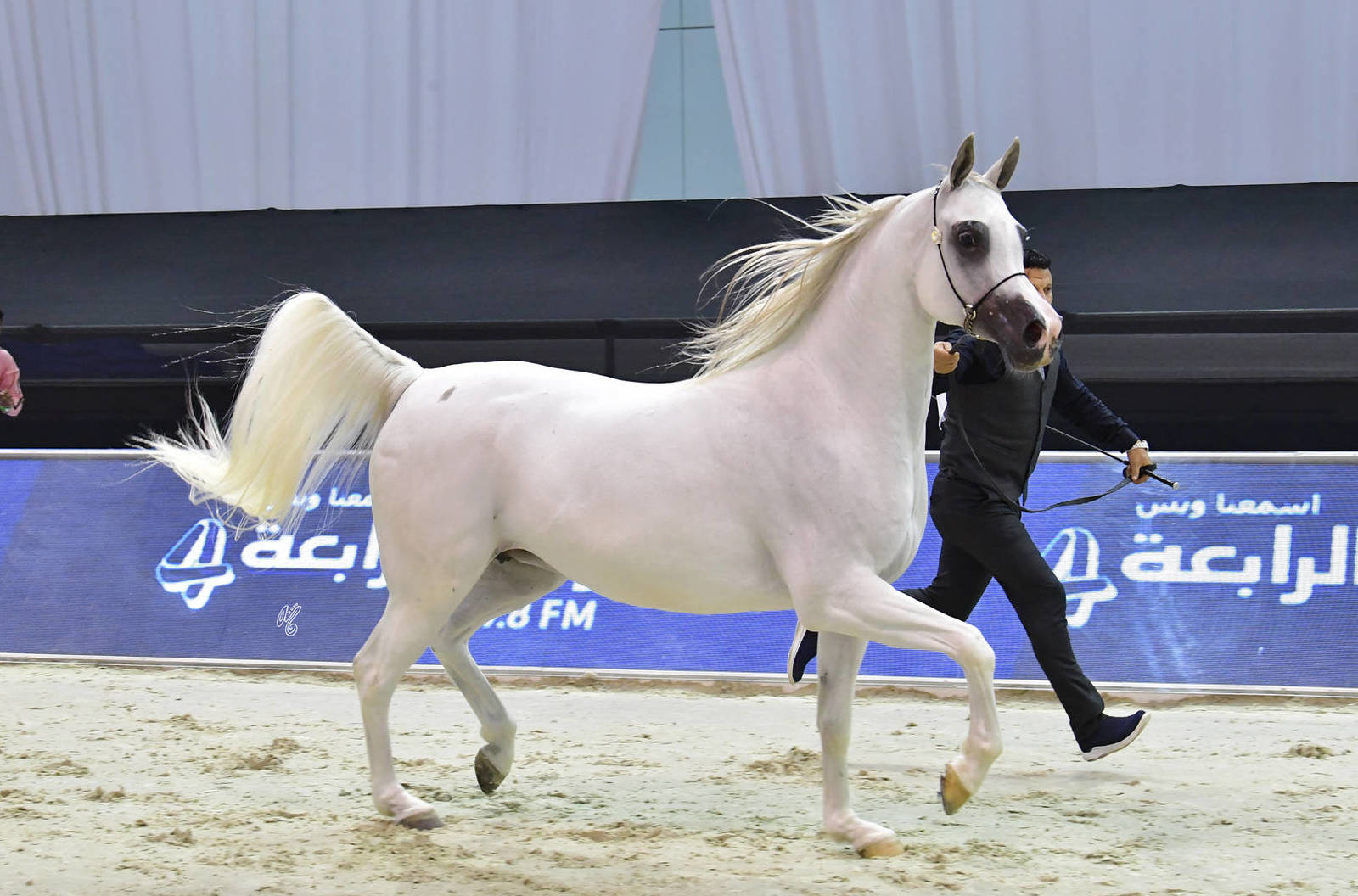 Mares 7-9 Years Old: Prosaria 