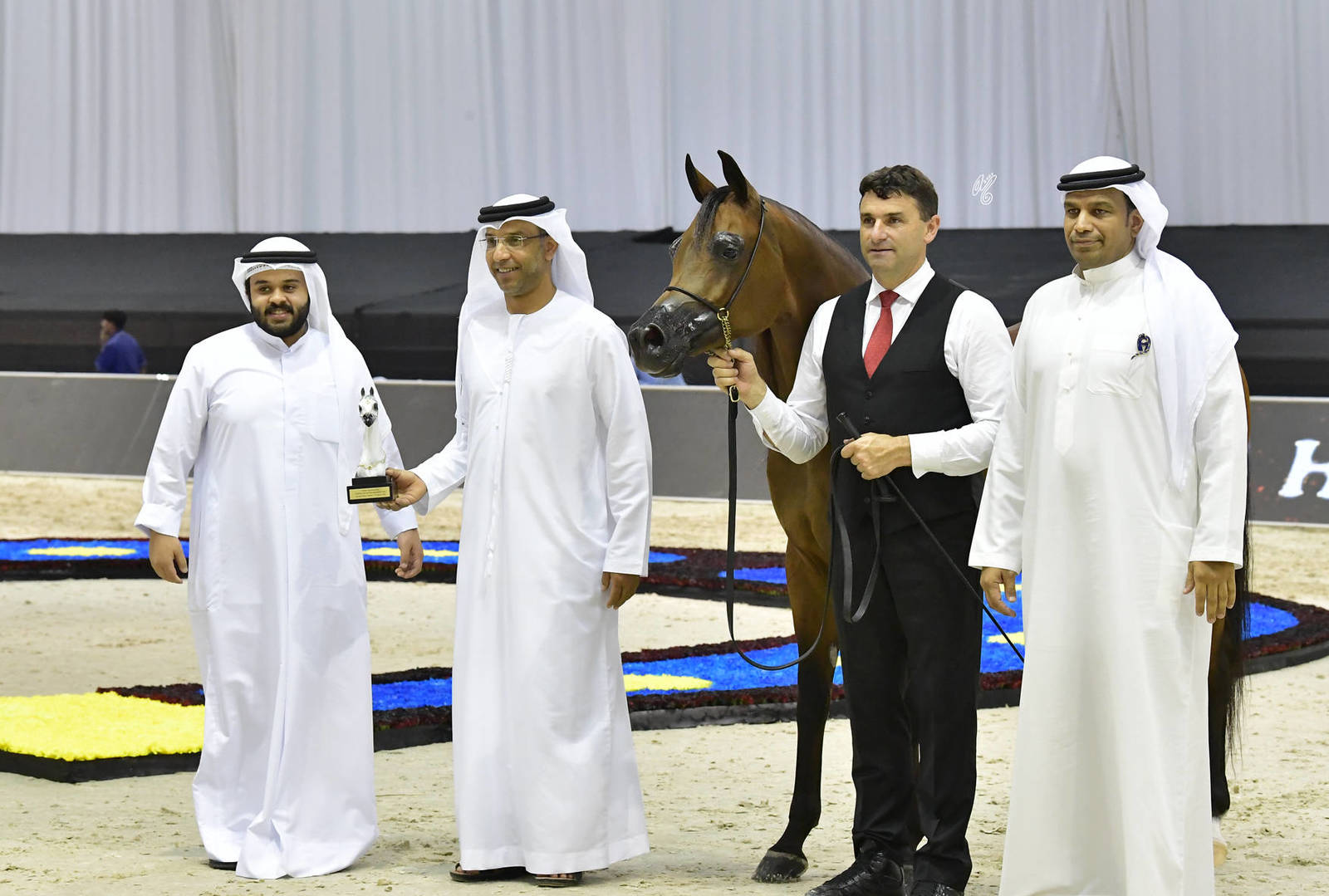 Mares 7-9 Years Old: AJ Sawari 