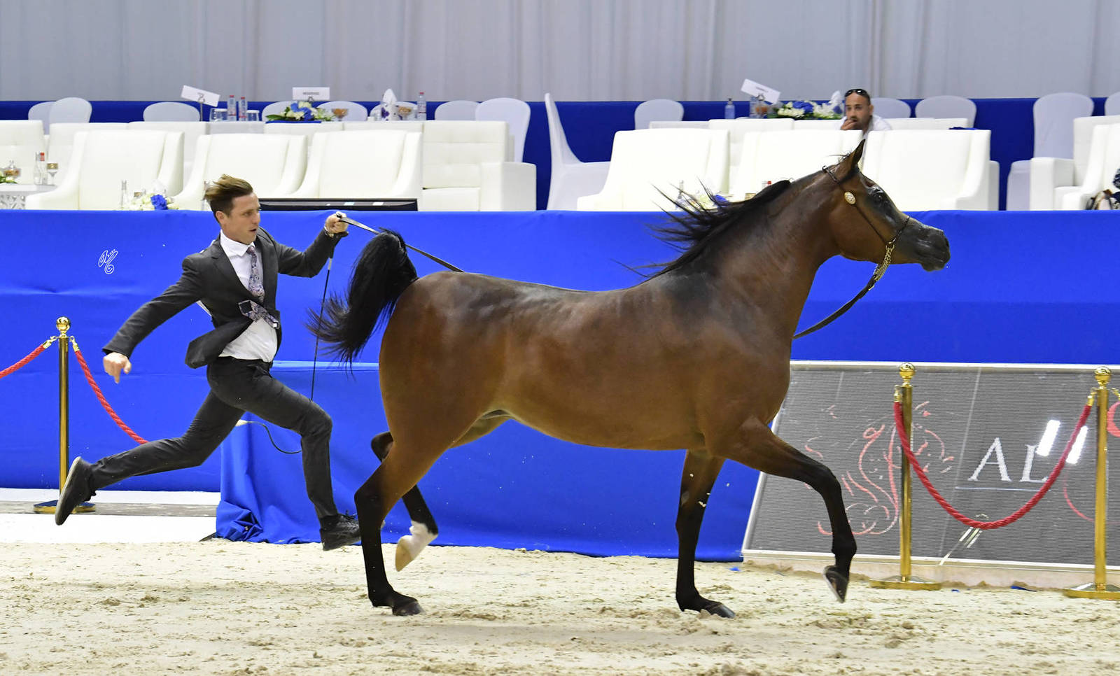 Mares 7-9 Years Old: D Enas 