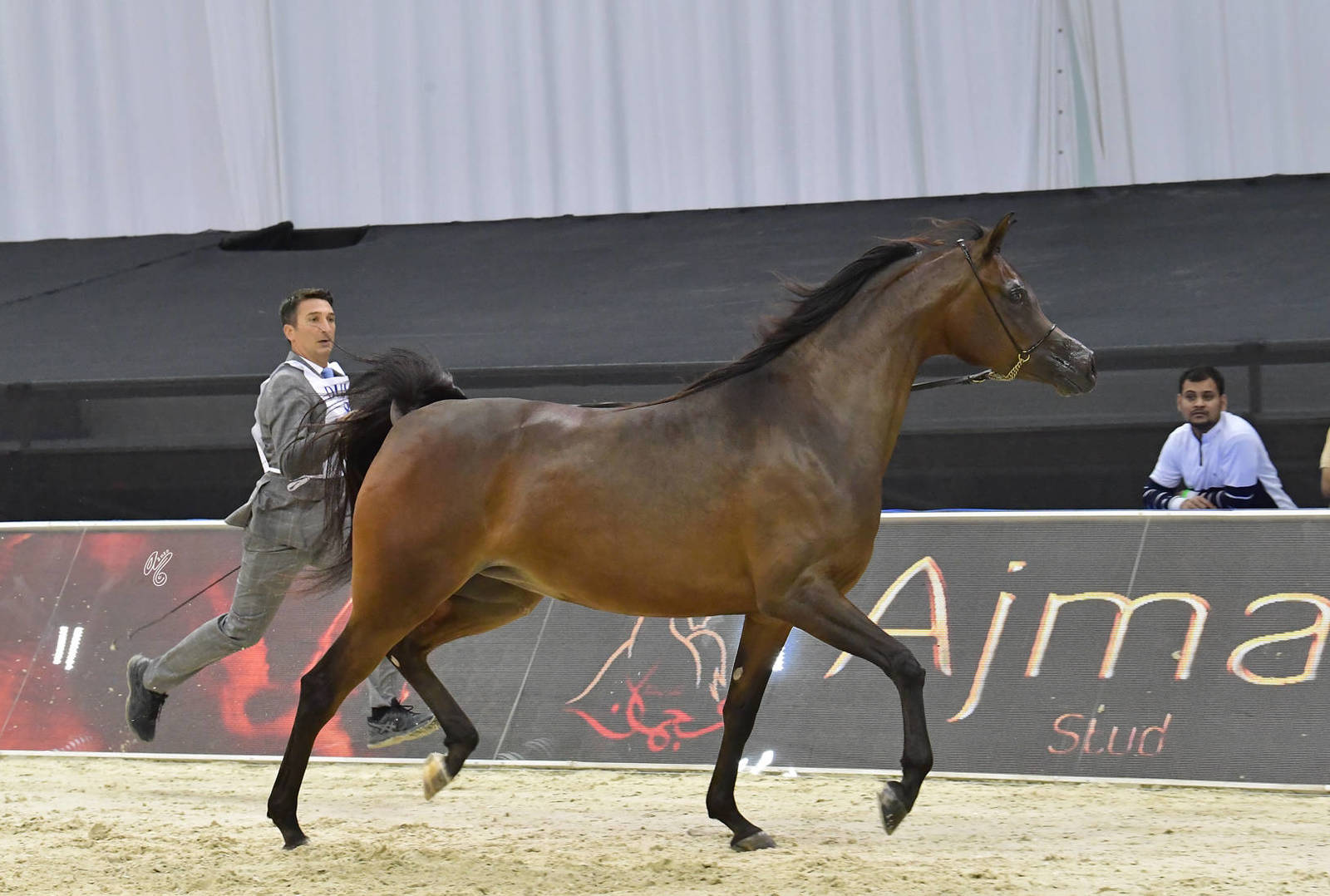 Mares 4-6 Years Old: D Wasayef 