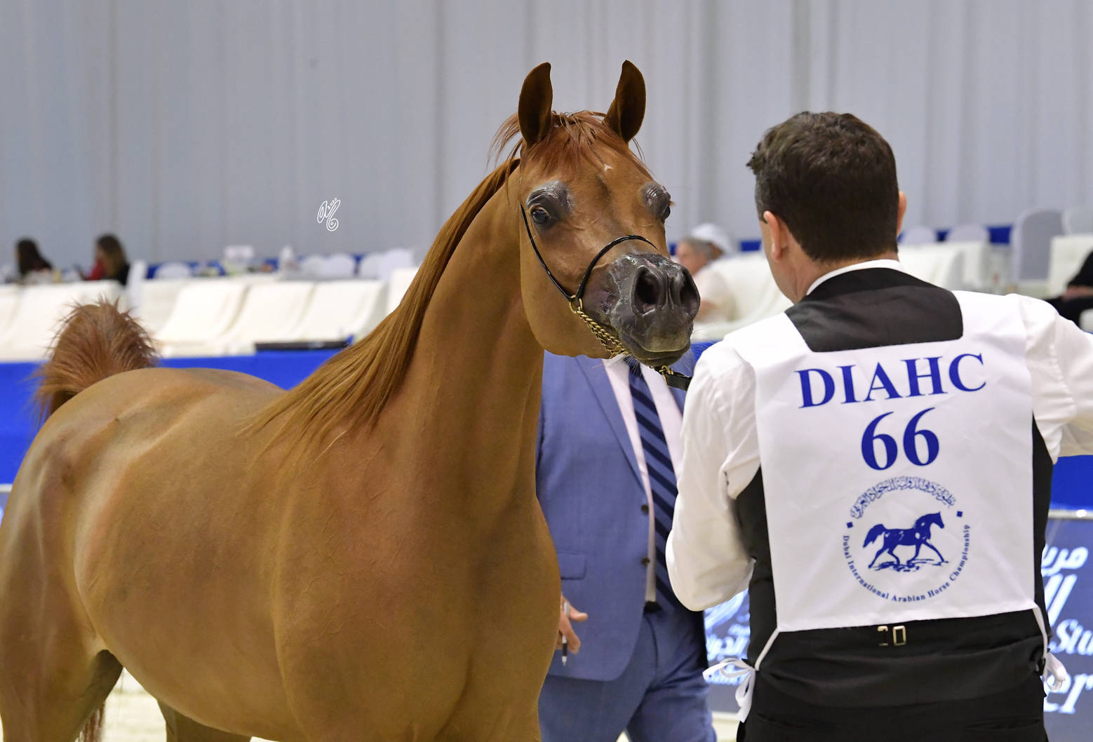 Mares 4-6 Years Old: AJ Norah 