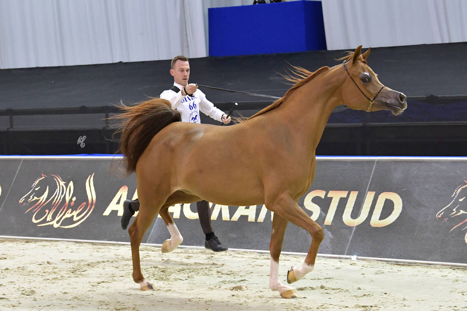 Mares 4-6 Years Old: AJ Norah 