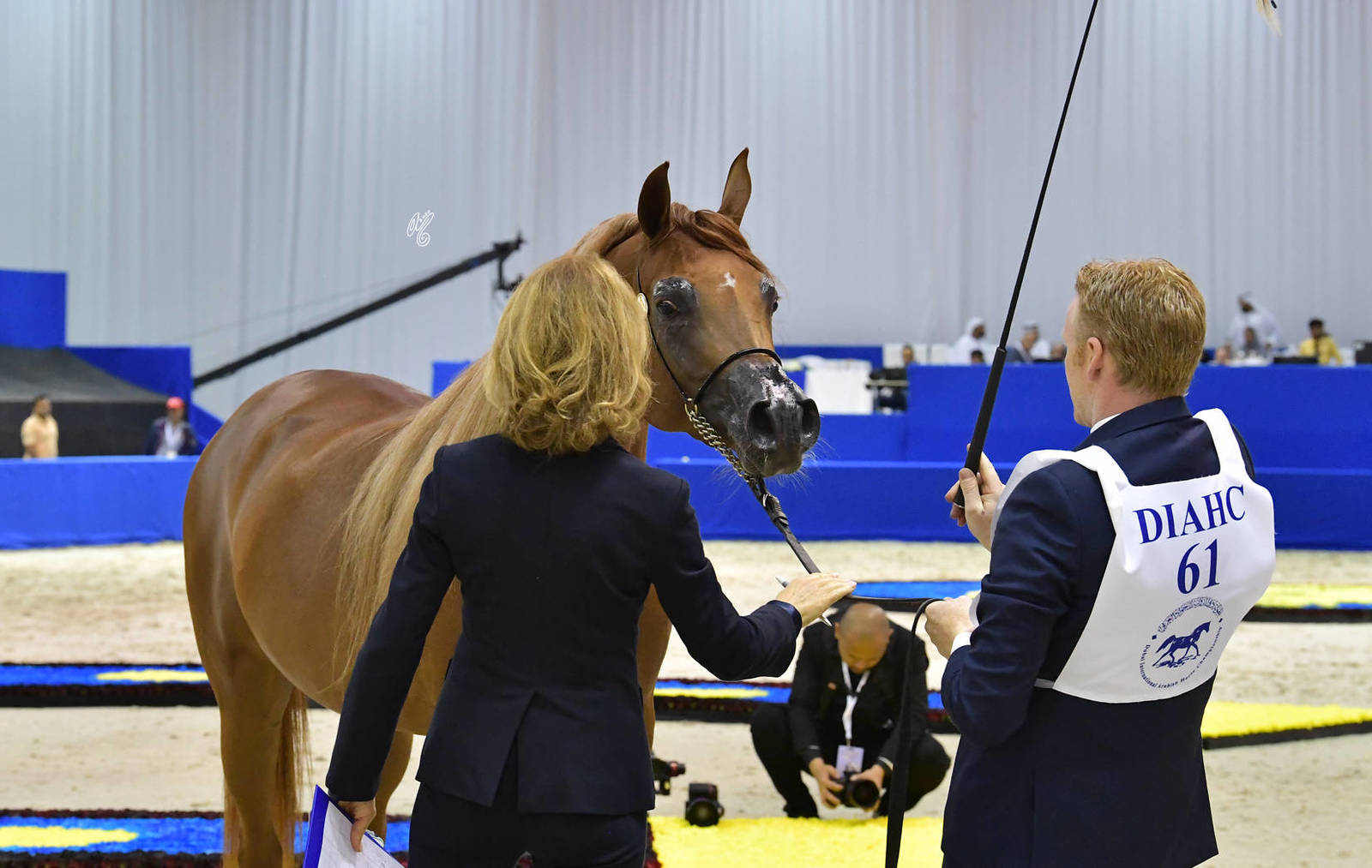 Fillies 3 Years Old: Fola Al Remas 