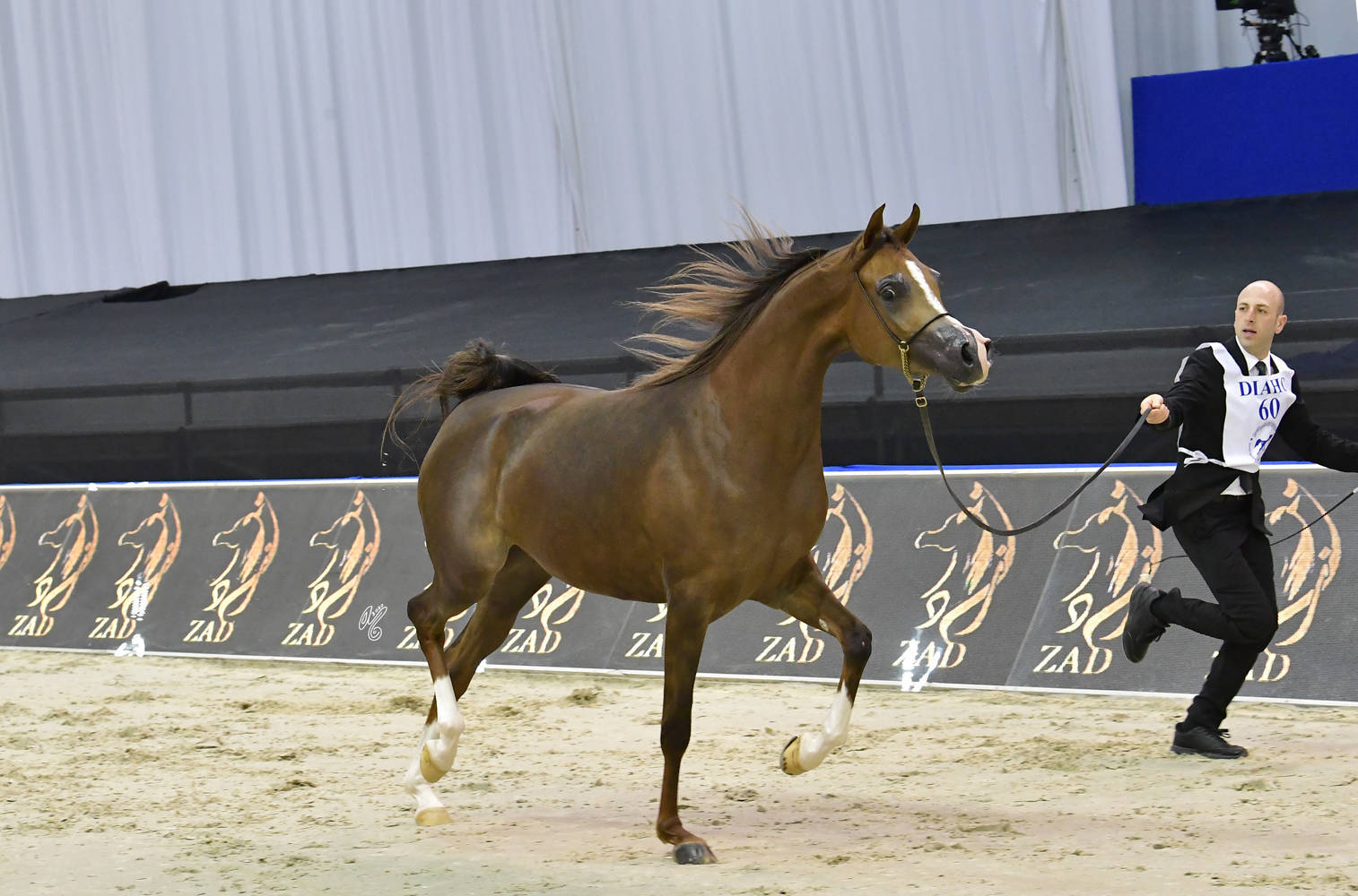 Fillies 3 Years Old: AJ Barakah 