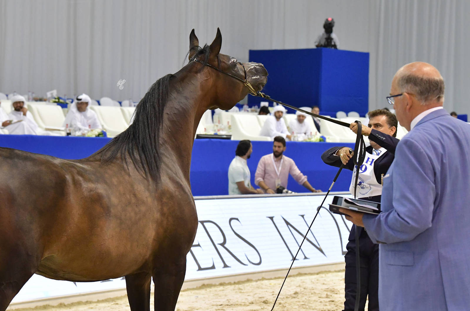 Fillies 3 Years Old: M.O. Mazyouna  