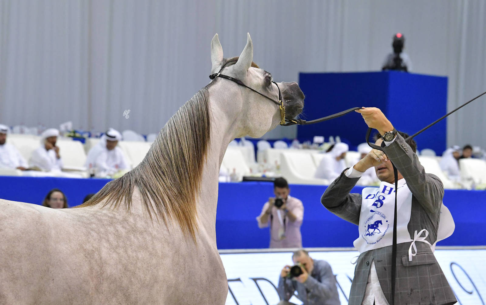 Fillies 3 Years Old: D Gharam