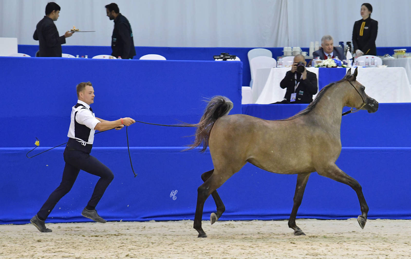 Fillies 2 Years Old: Rabooba Al Hawajer 