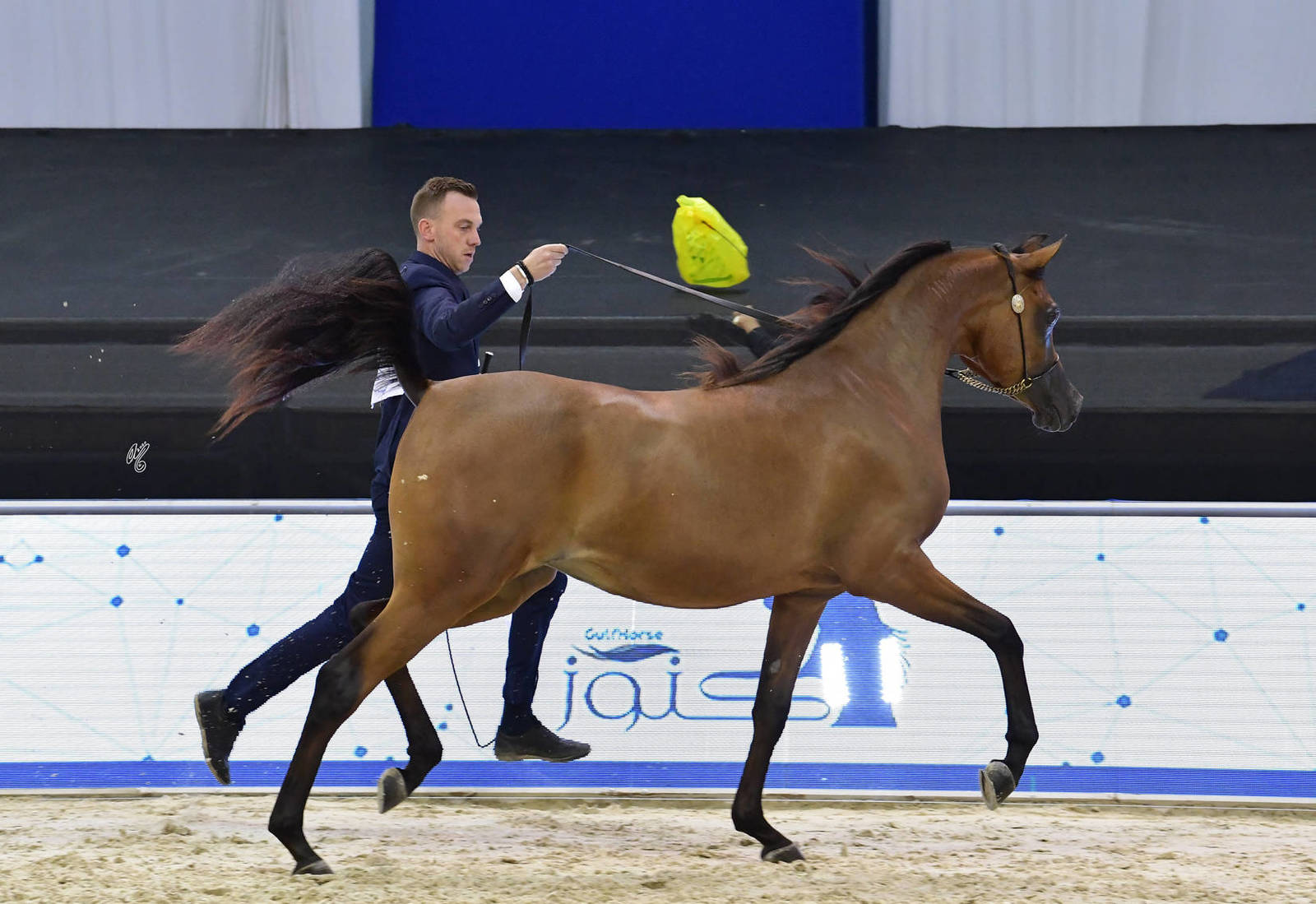 Fillies 2 Years Old: Alreem  Al Hawajer