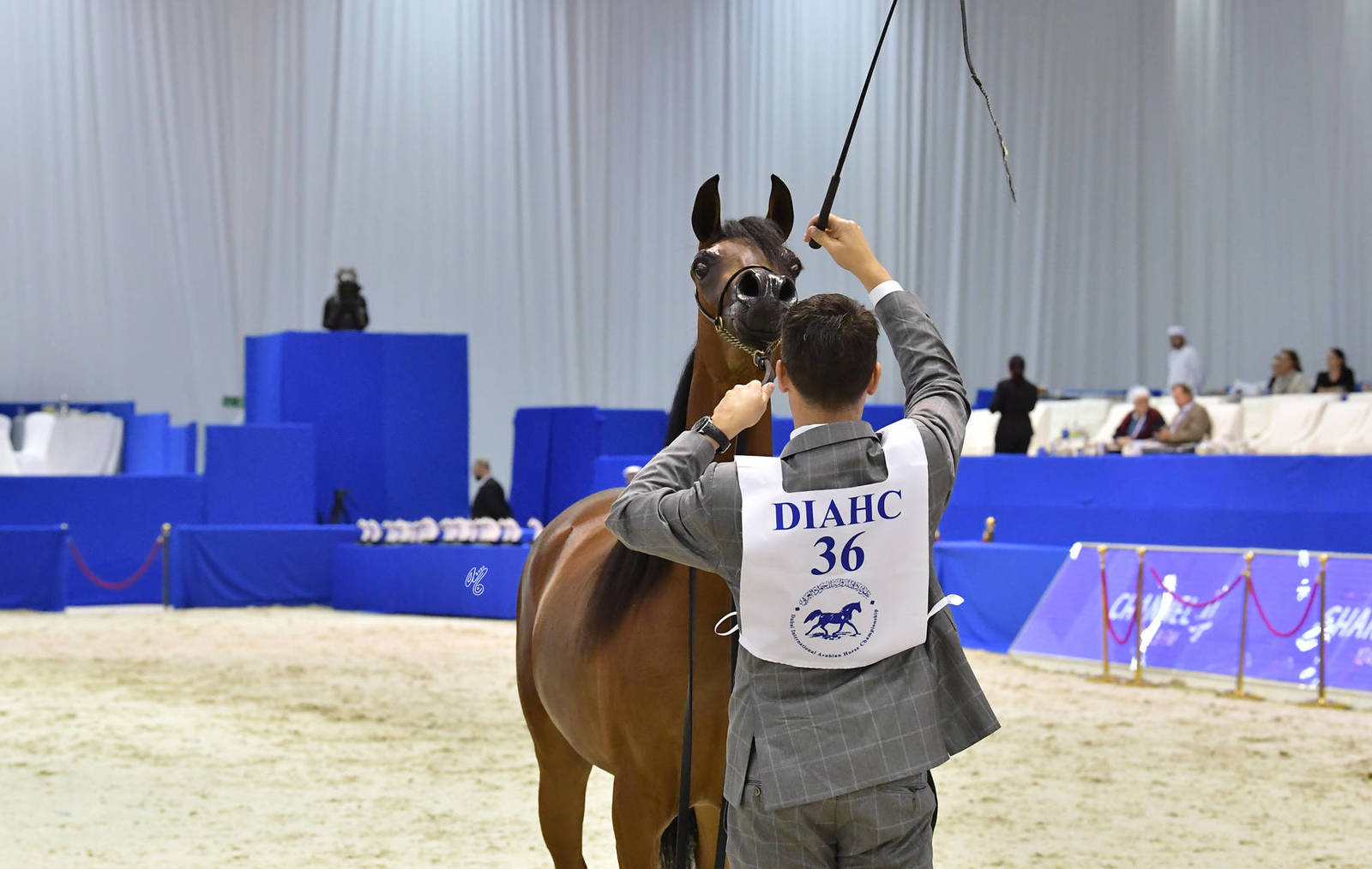 Fillies 2 Years Old: Norma Al Muawd 