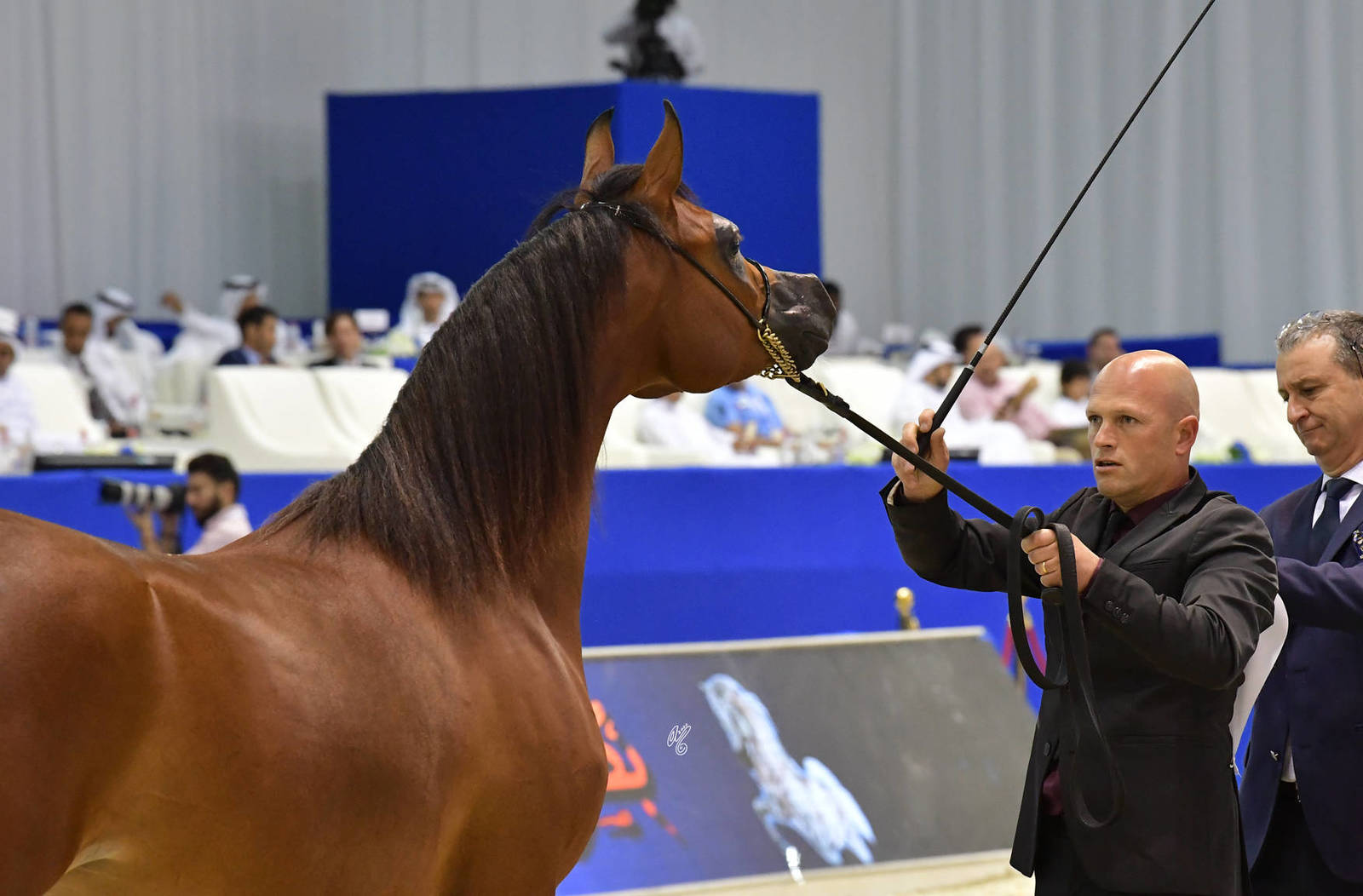 Fillies 2 Years Old: Vilma BV 