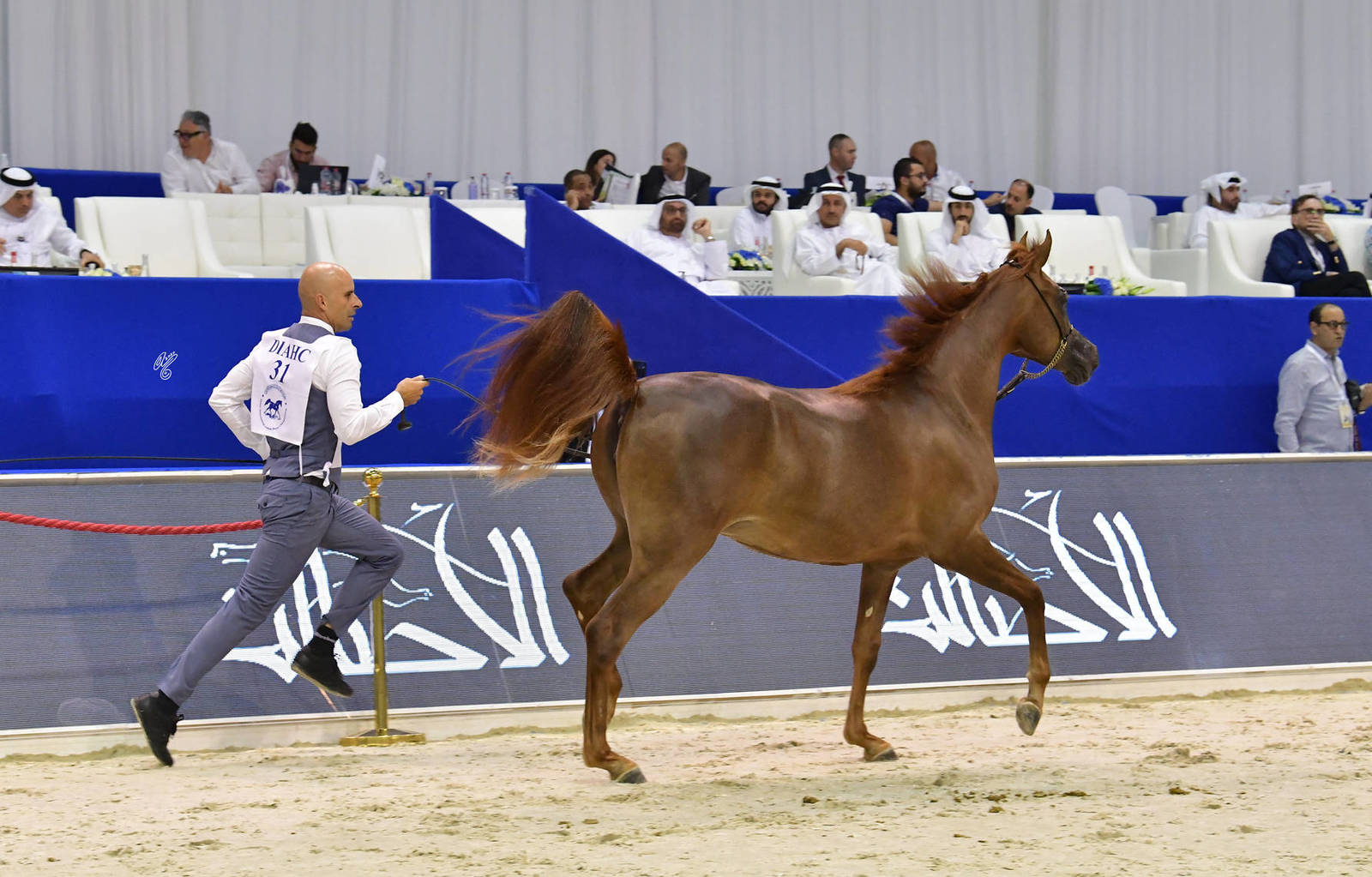 Yearling Filly: Sama Alabadla